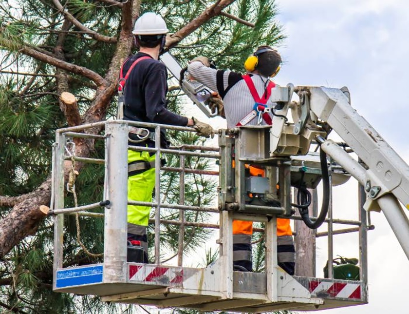 Tree Care Tips: How to Keep the Trees in Your Area Healthy Year-Round